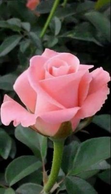 Ramo Funerario 7 Rosas Rosadas, Rosas para el Tanatorio, Ramo de Flores para dar Condolencias, Ramos Funerarios para Beniaján, Flores para Difuntos