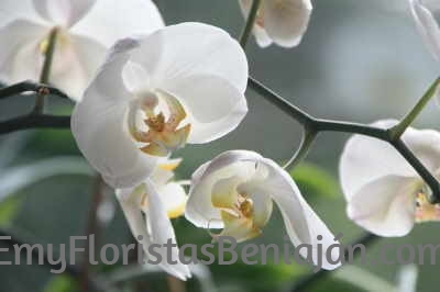 Regalar orquídeas a mamá
